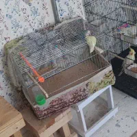 کوتولع با جوجه