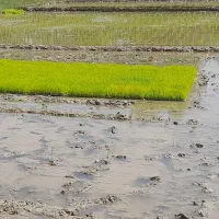 توم هاشمی