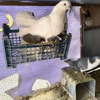 کفتر|پرنده|تربت‌حیدریه, بالا ولایت|دیوار