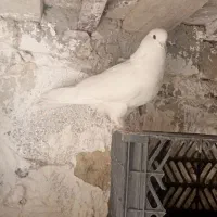 سفید پرشی|لباس|زابل, |دیوار