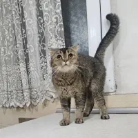 گربه اسکاتیش بلک گلد ماده شناسنامه دار و اصیل|گربه|تهران, طیب|دیوار