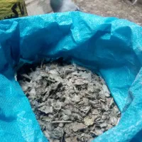 کود کفتر   فضله کفتر   بار کفتر