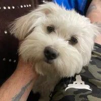 سگ گمشده|سگ|بومهن, |دیوار