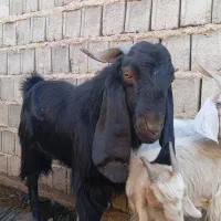 بزوبزغله|حیوانات مزرعه|سرفاریاب, |دیوار