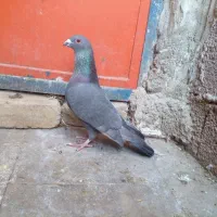 دسته کبوتر|پرنده|کوه چنار, |دیوار