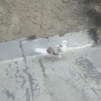 کبوتر دوکت