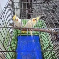 عروس هلندی به همراه دو قفس|پرنده|لاهیجان, گلستان|دیوار