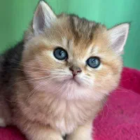 گربه های زیبا و شجره دار و تربیت شده