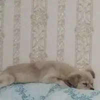 سگ پامر اشپیتز|سگ|شهریار, رضی آباد بالا|دیوار