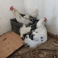 مرغ و خروس گلین