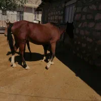 مادیون کرد|اسب و تجهیزات اسبسواری|کوهدشت, |دیوار