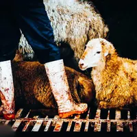 گوسفند زنده قصاب خونی موجوده|حیوانات مزرعه|مشهد, توس|دیوار