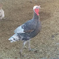 سلام یه جفت بوقلمون جوان وسرحال|حیوانات مزرعه|ایذه, |دیوار