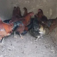 خروس محلی|حیوانات مزرعه|کلیائی, |دیوار