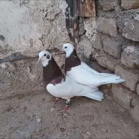 چندتا کفتر هوایی خاطرجمع.جوجه کشی خاطرجمع