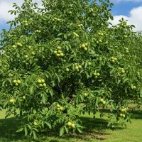 تضمین ۱۰۰٪ سوددهی نهال گردو با قیمت ویژه|گل و گیاه طبیعی|گیلان غرب, |دیوار