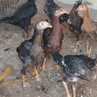 جوجه|حیوانات مزرعه|کشکسرای, |دیوار