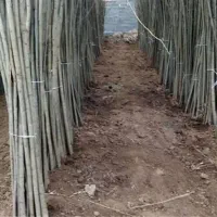 صنوبر نماد سرسبزی و پایداری در طبیعت|خدمات باغبانی و درختکاری|رشت, منظریه|دیوار