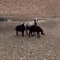 فروش میش دوقلو اصیل نژادشال