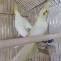 عروس هلندی کبوتر قناری طوطی برزیلی فنچ|پرنده|محمدشهر, کوی بهار|دیوار