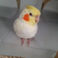 گمشده