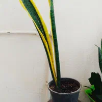 سانسووریای لب طلایی پایه بلند|گل و گیاه طبیعی|سرپل ذهاب, |دیوار