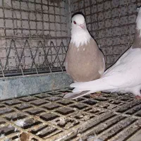 ماده زرد طوقی پا لخت