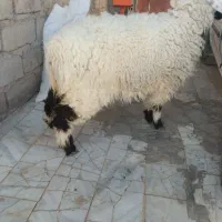 دوتا بره ماده