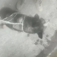 هاسکی