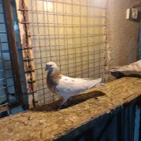 کبوتر دو عدد طوقی دو عدد سورر هما|پرنده|مشکین‌دشت, |دیوار