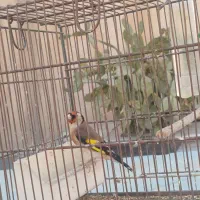 سهره|پرنده|تهران, شیوا|دیوار