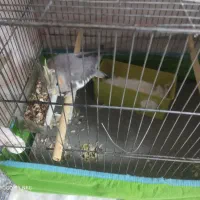 فروش عروس هلندی ماده