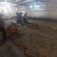 کود مرغی گوشتی خشک سالنی