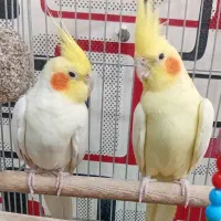 عروس هلندی