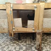قفس مرغ یا کبوتر
