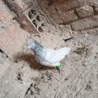 کفتر سالم ۲ عدد فروشی