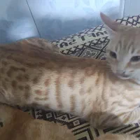 گربه واگذاری|گربه|اردبیل, |دیوار