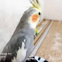 یک جفت عروس هلندی|پرنده|لالجین, |دیوار