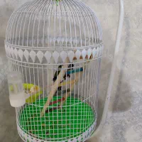 گریچیک دستی سه ماهه، عروس جفت مولد|پرنده|شیروان (خراسان), |دیوار