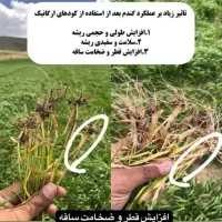 کود های افزایش تناژ سبوسیب رو تاوقتشه چالکود کن|گل و گیاه طبیعی|کلات (خراسان), |دیوار