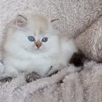 گربه بریتیش چین چیلیالانگ هیر با چشمان آکومارین