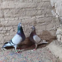 کبوتر