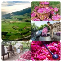 تور یک روزه گلاب گیری کاشان