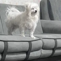 تدی سگ پاکوتاه ناز