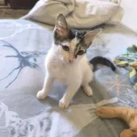 یک  بچه گربه رایگان واگذار میشه|گربه|کرمان, |دیوار