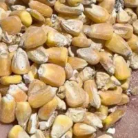 ذرت برزیل درجه1