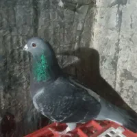 کبوترمسافتی|حیوانات|آزادشهر, |دیوار