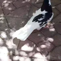 کبوتر فروش