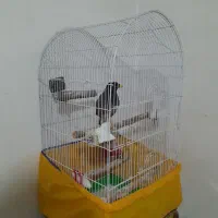 مرغ مینا