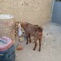 جفت تروشت جوان